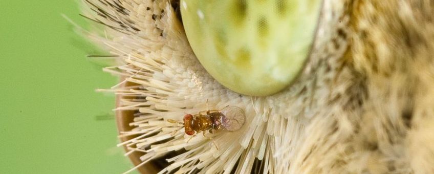 Sluipwesp Trichogramma die meelift op een groot koolwitjesvrouwtje op weg om eieren te leggen.
Alleen bij bericht van het NIOO van 28-8-2012.