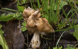 Piet Brouwer Geaderde kluifzwam (Helvella fusca) lead