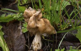 Geaderde kluifzwam (Helvella fusca) lead