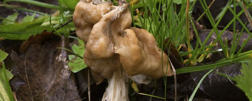 Geaderde kluifzwam (Helvella fusca) lead