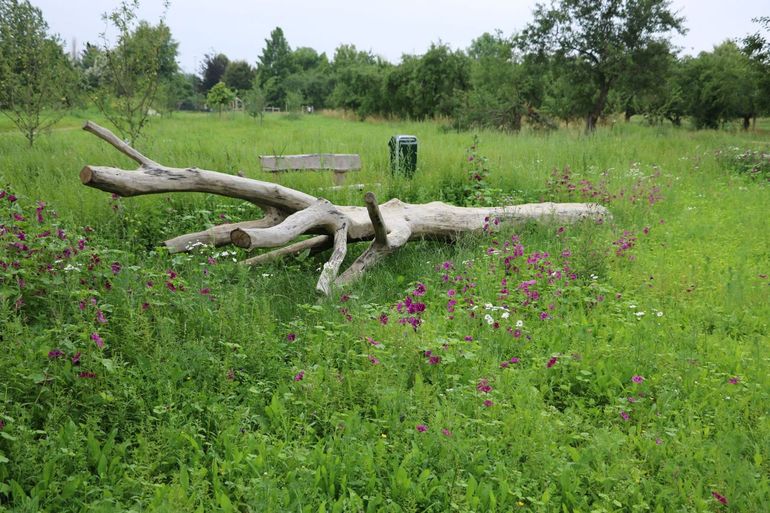 Vitaal Sportpark De Pas zaaide bloemen in en realiseerde een speelboom