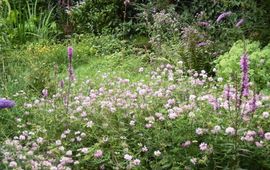 Kars Veling Tuin akkerwinde - primair