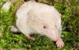 Paul van Hoof bosspitsmuis thumb