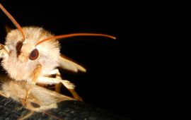 Bruine herfstuil op stang lichtopstelling