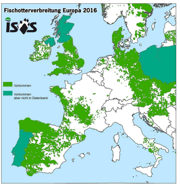 Verspreidingskaart otter in Europa (groen), 2016