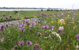 Henk-Jan van der Veen Bloemrijke dijk in de Ooijpolder