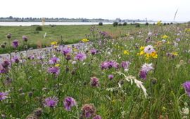 Bloemrijke dijk in de Ooijpolder