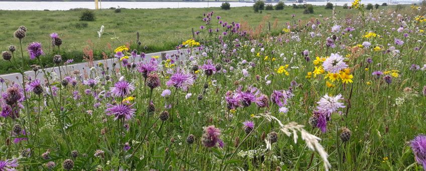 Bloemrijke dijk in de Ooijpolder