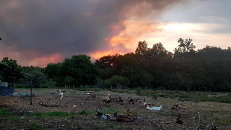 Foto van de bosbranden genomen vanaf de boerderij Chevrerie de la Môle Noaillan, Frankrijk