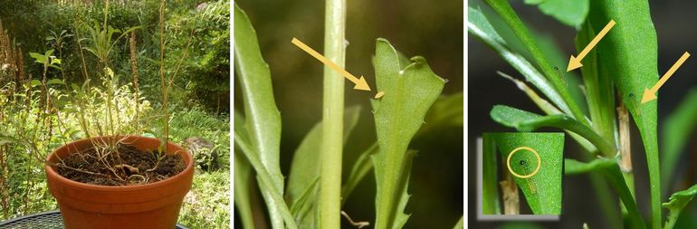 Links: bloempotje met grote zandkool (wilde rucola), midden: een eitje van het scheefbloemwitje op grote zandkool, rechts twee jonge rupsjes met een zwarte kop, iets vergroot in het inzetje