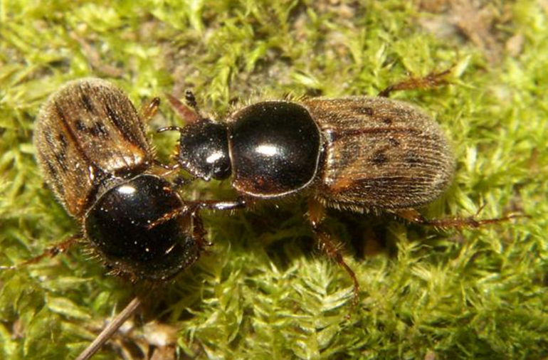 Aphodius contaminatus