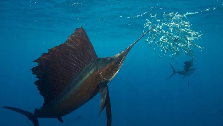 Sailfish hunting sardines in the open ocean off the coast of Mexico