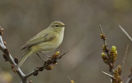 Phylloscopus collybita. Tjiftjaf