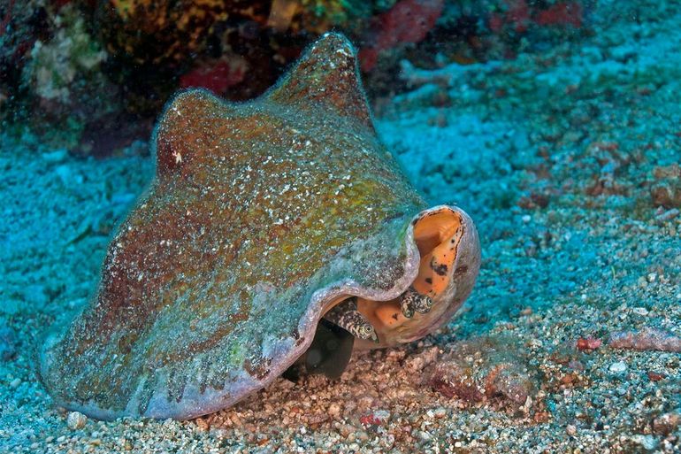 Queen conch, bottom right the eyes