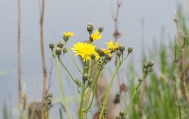 bloeiend Groot streepzaad