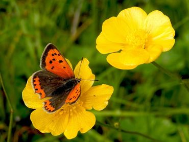 Kleine vuurvlinder voelt zich thuis in bermen, groenstroken en bloemrijk agrarisch gebied