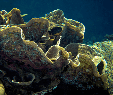 Lettuce coral (A. agaricites)