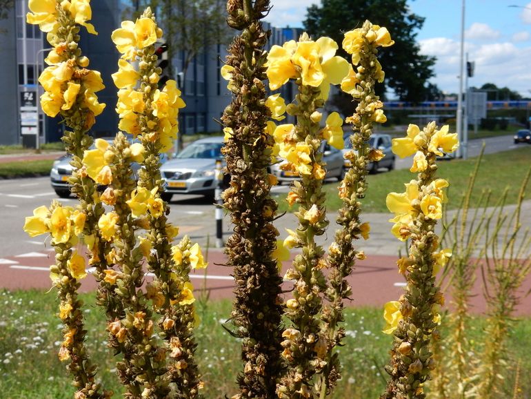 Teunisbloemen zijn groot en de felgele bloemen vallen erg op