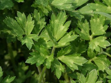 Kruipende boterbloem, blad