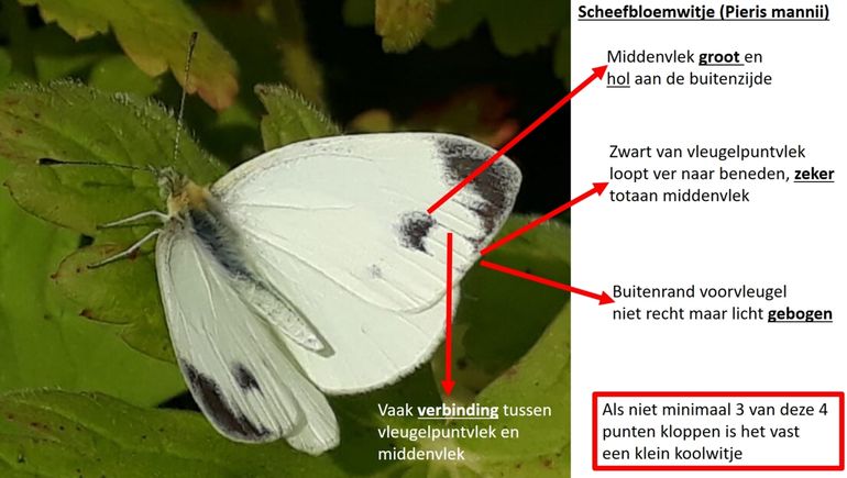 De vier kenmerken waarmee je scheefbloemwitje en klein koolwitje kunt onderscheiden