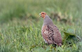 Jankees Schwiebbe, www.birdphoto.nl Patrijs