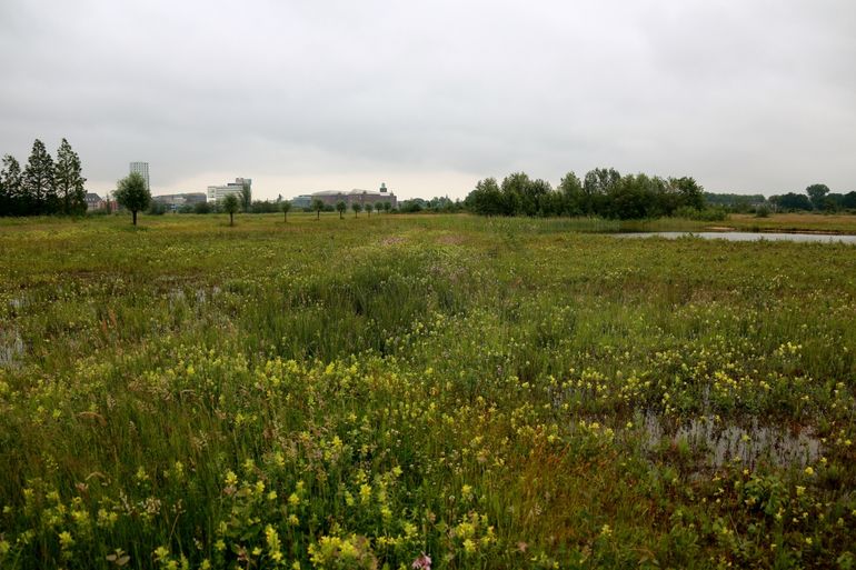 Blauwgrasland in ontwikkeling