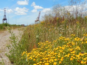 Haventerrein Amsterdam waar flinke stukken de status tijdelijke natuur hebben, hier met bruin zandoogjes