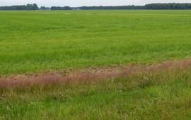 Kars Veling intensief grasland