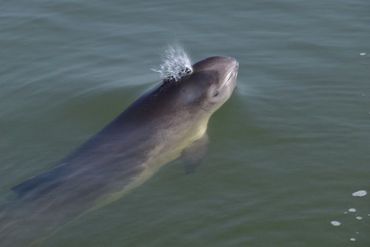 Bruinvis in de Oosterschelde