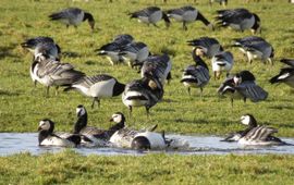 Brandganzen in januari op Terschelling