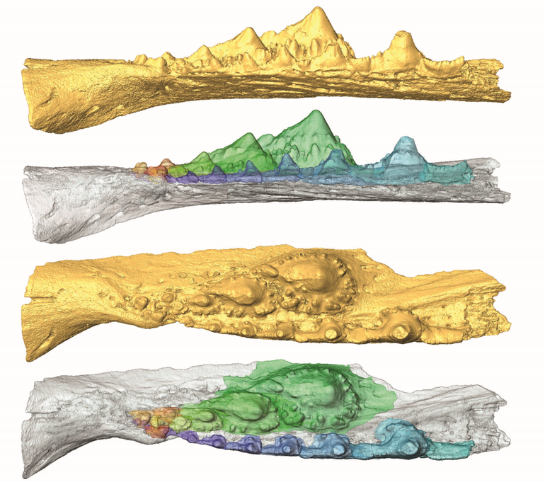 X-ray scans of fossil shark dentitions
