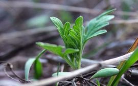 Ambrosia kiemplantje