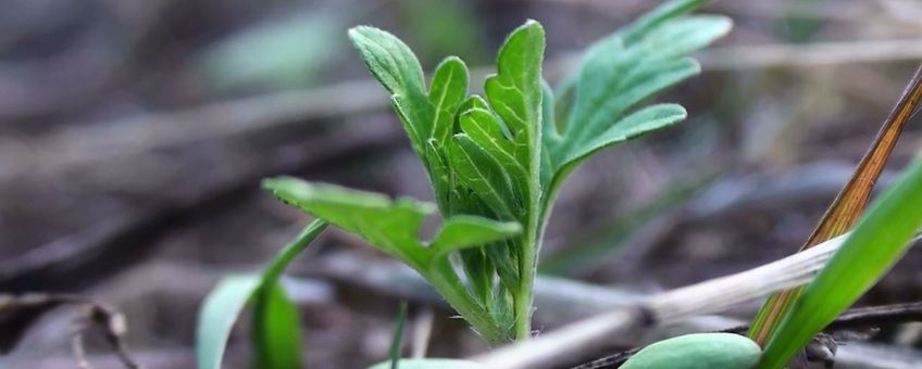 Ambrosia kiemplantje