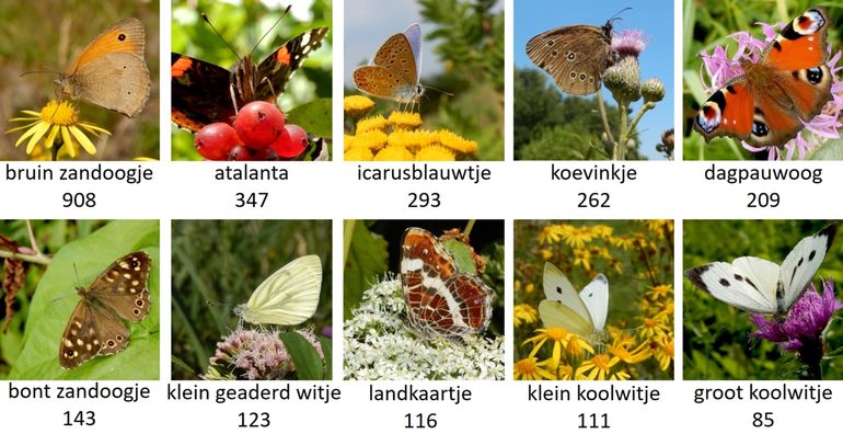 De tien meest getelde vlinders in een ruim uur in de Kuinderbostelling van 26 juli