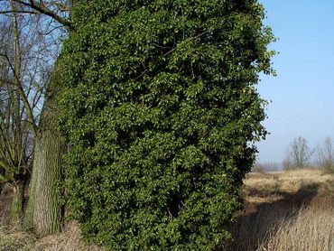 Boom ingepakt in klimop.