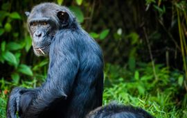 Pixabay Chimpanzee