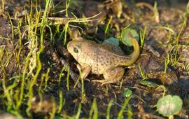 eenmalig gebruik
juveniele knoflookpadden (Pelobates fuscus) die afgelopen donderdag (9 juni) door PKN i.s.m. Staatsbosbeheer in Nationaalpark de Meinweg zijn uitgezet