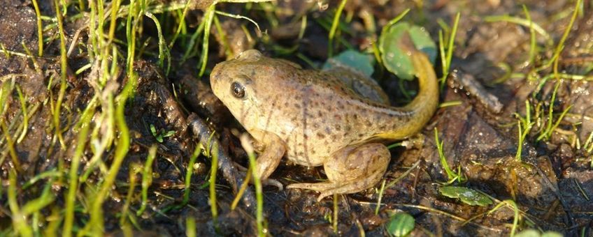 eenmalig gebruik
juveniele knoflookpadden (Pelobates fuscus) die afgelopen donderdag (9 juni) door PKN i.s.m. Staatsbosbeheer in Nationaalpark de Meinweg zijn uitgezet