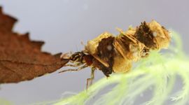 Kokerjuffer met blad