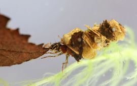 Jane van Keulen Kokerjuffer met blad