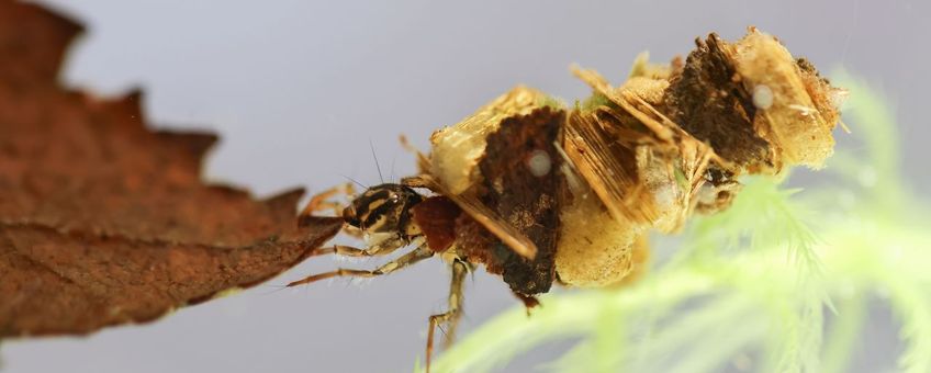 Kokerjuffer met blad