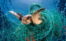 naturepl.com / Jordi Chias / WWF Zeeschildpad verstrikt in visnet