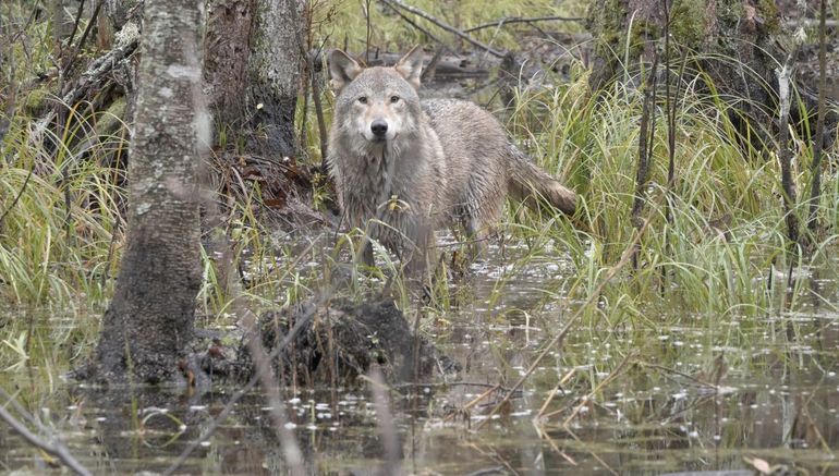 Wolf in beverplas (still uit de film)