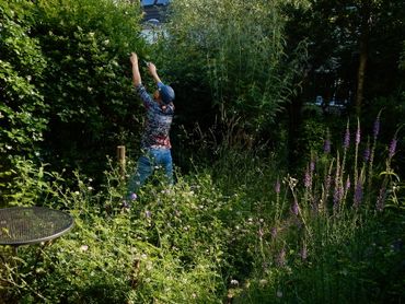 Heeft u bloeiende planten in de tuin, dan zult u vast en zeker vlinders hebben