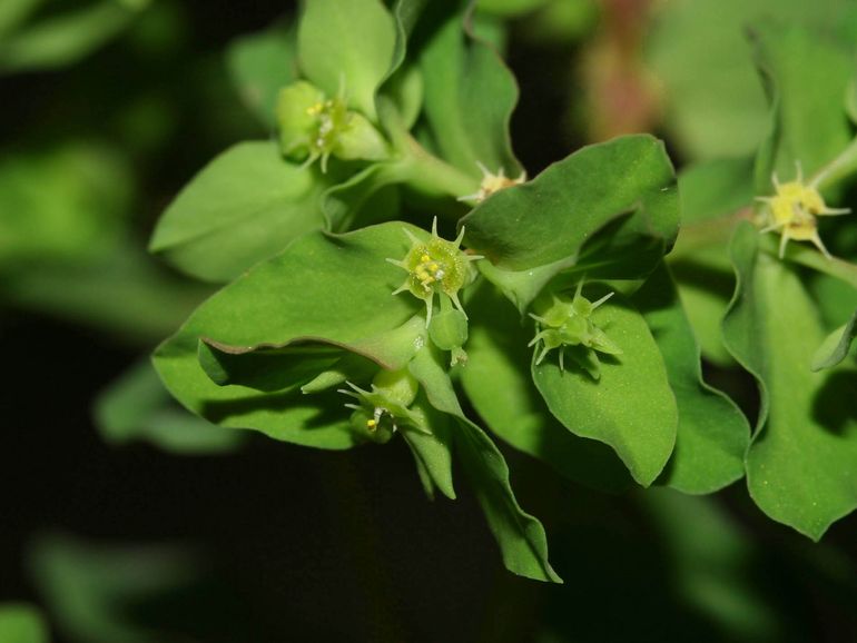 Tuinwolfsmelk, een van de achttien Euphorbia's in Nederland