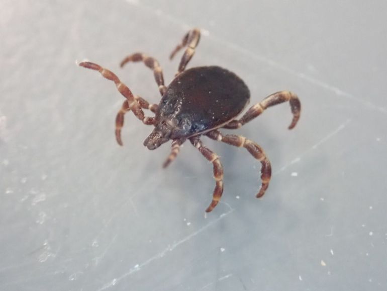 Reuzenteek (Hyalomma marginatum)