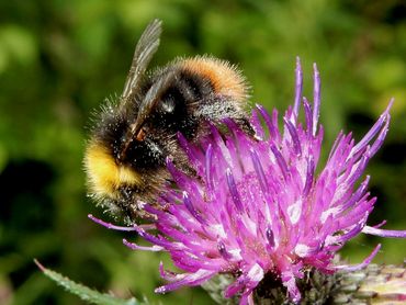 Wilde bijen, zoals hommels, hebben een belangrijke functie als bestuivers en zouden ook gevoelig kunnen zijn voor glyfosaat