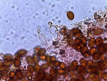 Lecythiforme cystidia. Breeksteeltjes zijn met zekerheid te herkennen aan de kenmerkende Lecythiforme cystidia. Dat zijn cystidia's die als poppetjes op de lamelsnede zitten, met een korte of lange nek