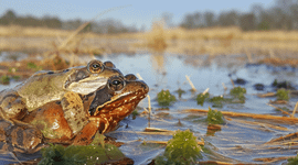 Bruine kikkers