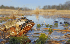 Bruine kikkers